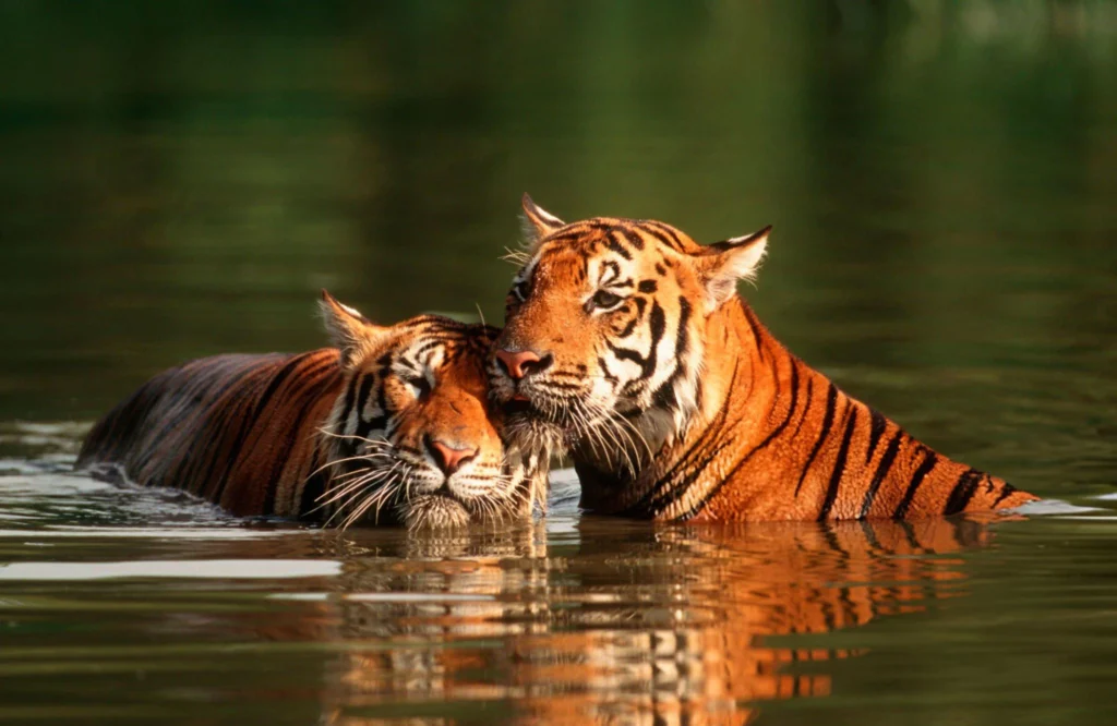 A Bengal tiger in Jim Corbett National Park – A top wildlife safari destination in October 2025.