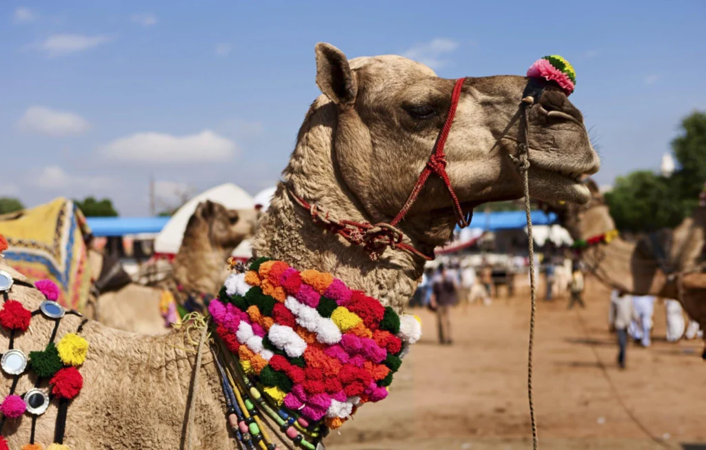 Pushkar Camel Fair – A cultural and spiritual experience in Rajasthan in November 2025.